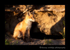Red-Fox-3S2Y4963