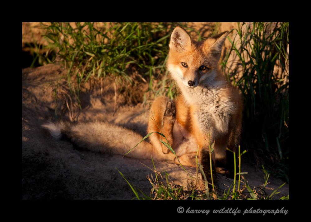 Red-Fox3S2Y4948