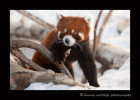 Meet Koko, one of the red pandas from the Edmonton Valley Zoo.