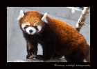 I believe this is Lala. She is one of the red pandas that resides in the Edmonton Valley Zoo.