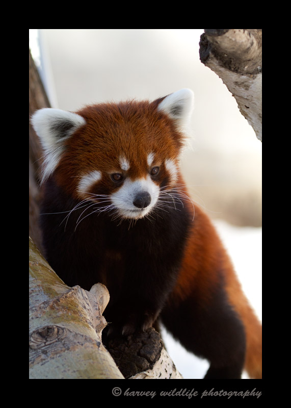 One of the red pandas from the Edmonton Valley Zoo.