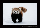 Meet Sha Lei. She is a red panda that was born in the Edmonton Valley Zoo and has since been sent to the Wisonsin zoo, Henry Vilas as part of the species survival program.