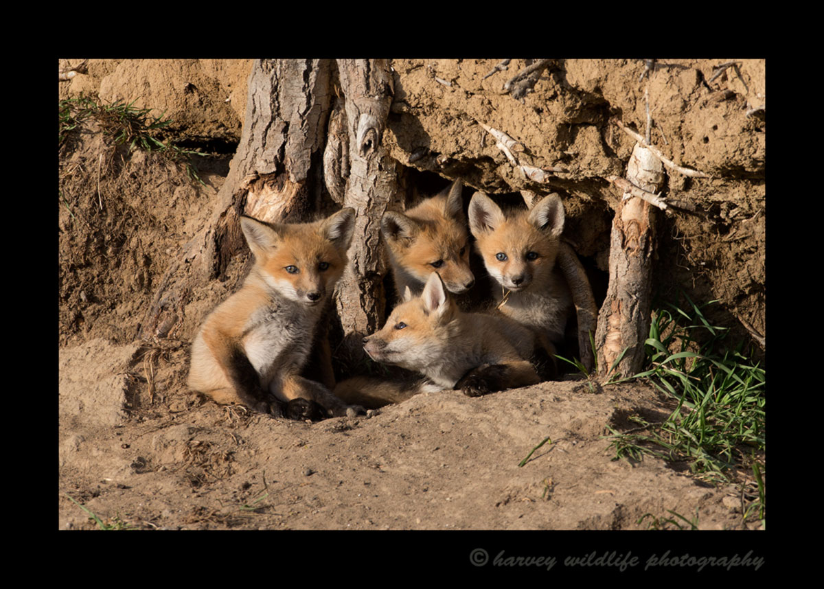 Picture of red fox family outside their den near Stony Plain, Alberta. Photo by Harvey Wildlife Photography.