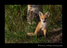 Red Fox Kit at Dusk
