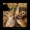 Picture of red fox kit siblings kissing near Stony Plain, Alberta. Photo by Greg from Harvey Wildlife Photography.