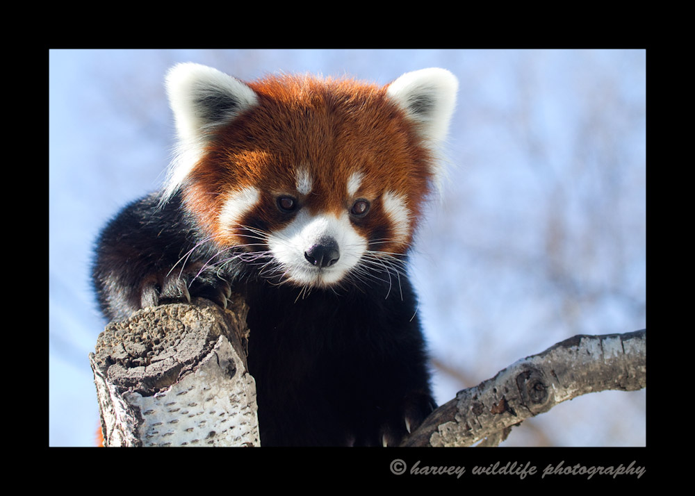 Meet Ralphie, one of the red pandas from the Edmonton Valley Zoo.