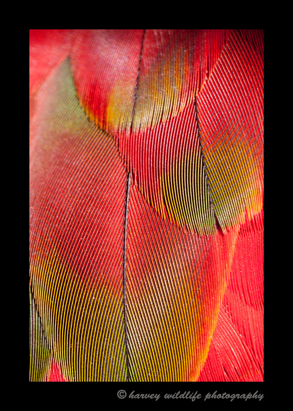 Meet RIo. He is my buddy, mascot and quite the character. His plumage is gorgeous. As the light changes, his colours change slightly as well. In this series, I took pictures mainly of his back and wings.