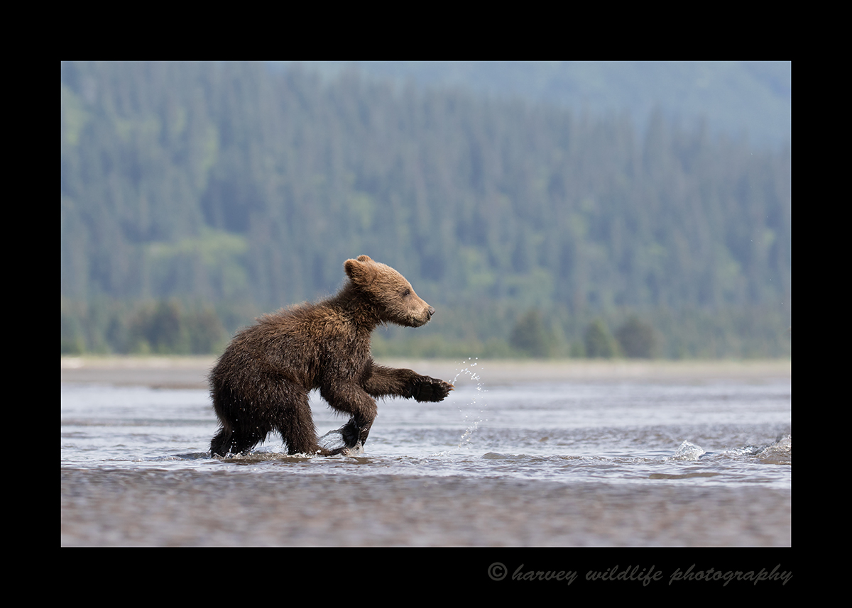 Running Brown Bear Cub