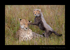 Cheetah mom and cub Masai Mara HW Photo & Safaris
