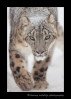 Meet Kazi, the male snow leopard at the Edmonton Valley Zoo.
