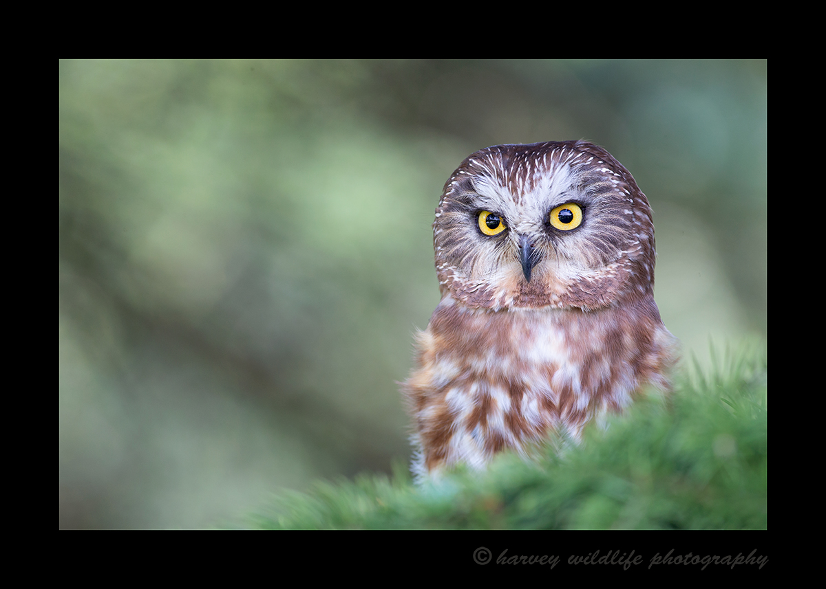 Saw Whet Owl Wildlife Class