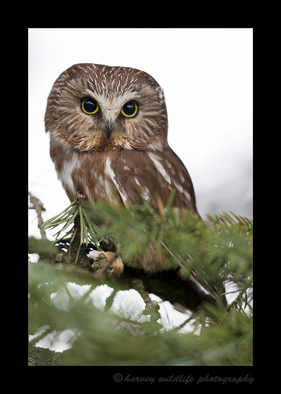 Captive saw whet owl near Toefield, Alberta, Canada.