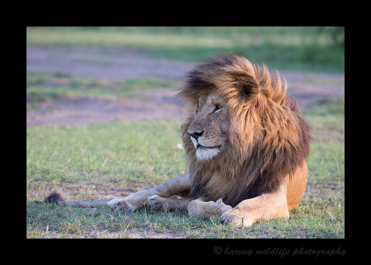 Scarface Masai Mara Lion
