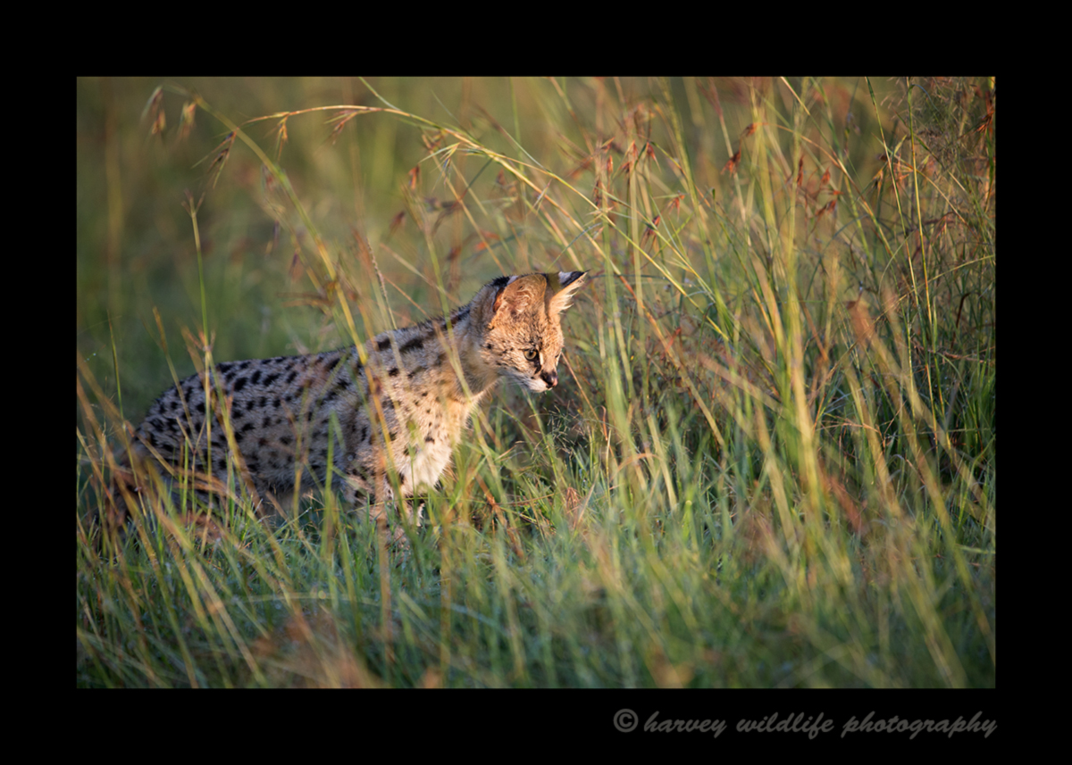 Picture of a serval cat hunting in the Masai Mara National Park, Kenya. Photo was taken just outside Governors Camp.