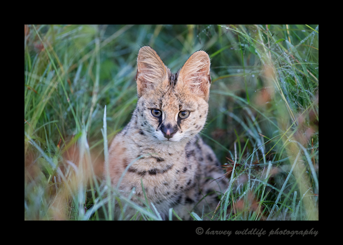 Picture of a serval cat in the early morning in the Masai Mara National Reserve in Kenya. Photo by Harvey Wildlife Photography. 