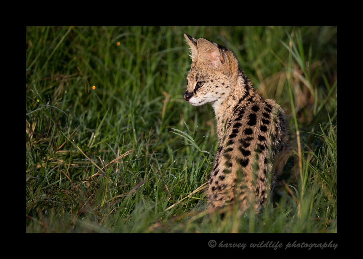 Picture of a serval cat in the Masai Mara in Kenya. Photo by Harvey Wildlife Photography. This was our fourth trip to Africa and had never seen a serval cat in the wild. During this trip we had three sightings of these pretty felines.