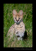 Picture of a serval cat sitting in the grass in Masai Mara, Kenya. Photo by Greg of Harvey Wildlife Photography.