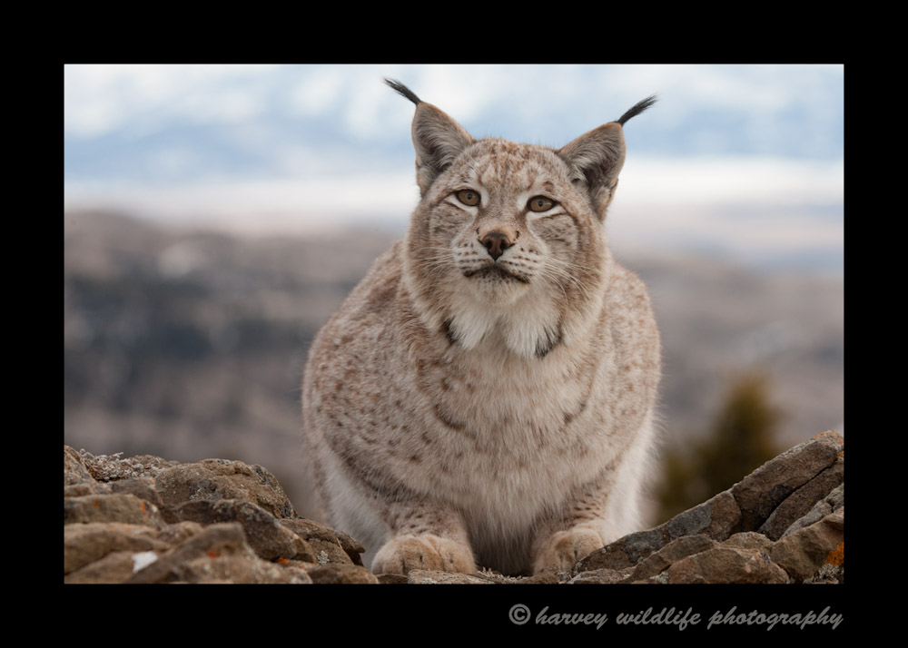 This SIberian lynx is a wildlife model living in Montana.