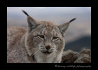 This Siberian Lynx is a wildlife model living in Montana.