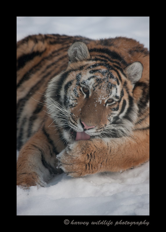 Meet Amba, she is a Siberian/Amur tiger living in the Valley Zoo in Edmonton, Alberta, Canada.