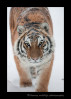 Meet Taiga. She is a siberian or amur tiger living in the Valley Zoo in Edmonton, Alberta.