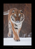 Siberian Tiger Walking