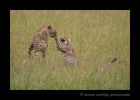 Picture of a cheetah named Sierra and her cub playing. Image taken in the Masai Mara National Reserve. Photo by Harvey Wildlife Photography.