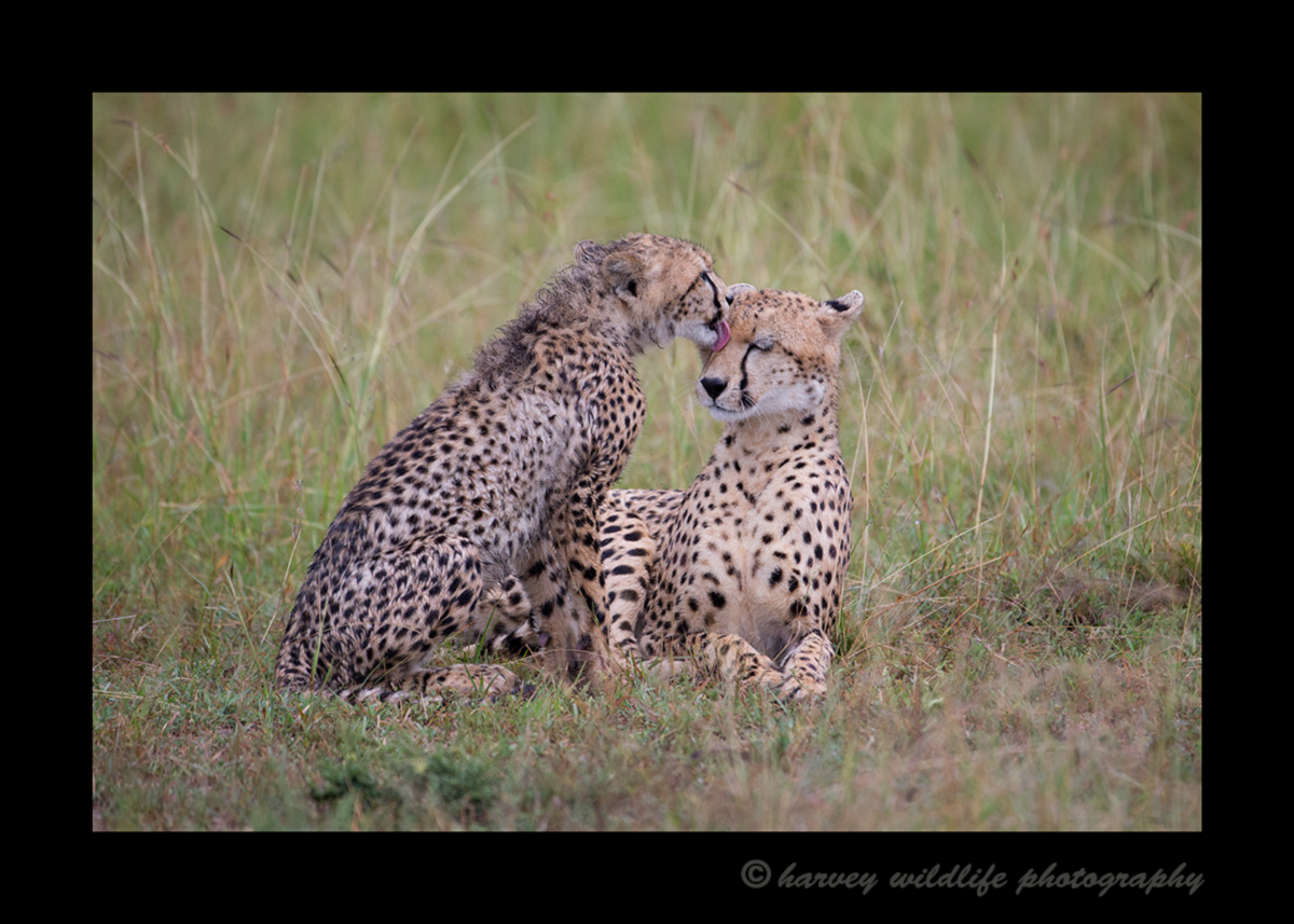 Picture of a cheetah named Sierra and her cub grooming one another after the rain. Photographed in Kenya's Masai Mara National Reserve. Photo by Harvey Wildlife Photography.