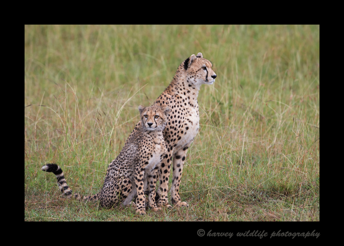 Picture of cheetah mom, Sierra and her cub sitting in the Masai Mara National Park, Kenya, Photo by Harvey Wildlife Photography.