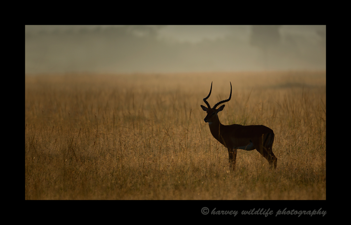 Silhouette picture of an impala at sunrise in the Masai Mara, Kenya. Photo by Harvey Wildlife Photography.