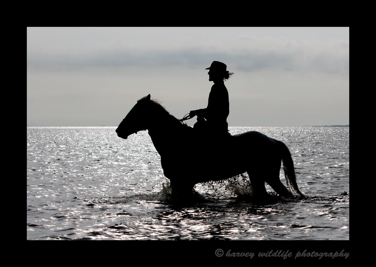 Picture of a silhouette Camargue horse in the delta in Southern France