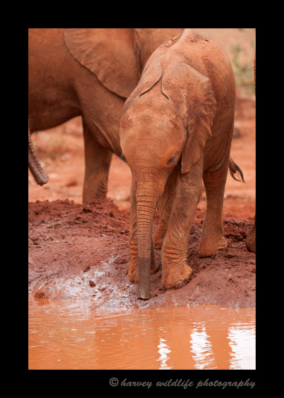 Sities is an orpaned elephant living at the Daphne Sheldrick Elephant sanctuary.
