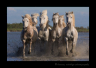 Picture of six Camargue horses splashing in the muddy etang in Southern France. Photo by Greg of Harvey Wildlife Photography.