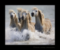 Camrague horse photo of six Camargue horses running in a delta in Southern France. This image was edited to resemble an oil painting of Camargue horses running through the water.