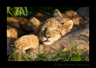 Sleeping-Lion-Cub
