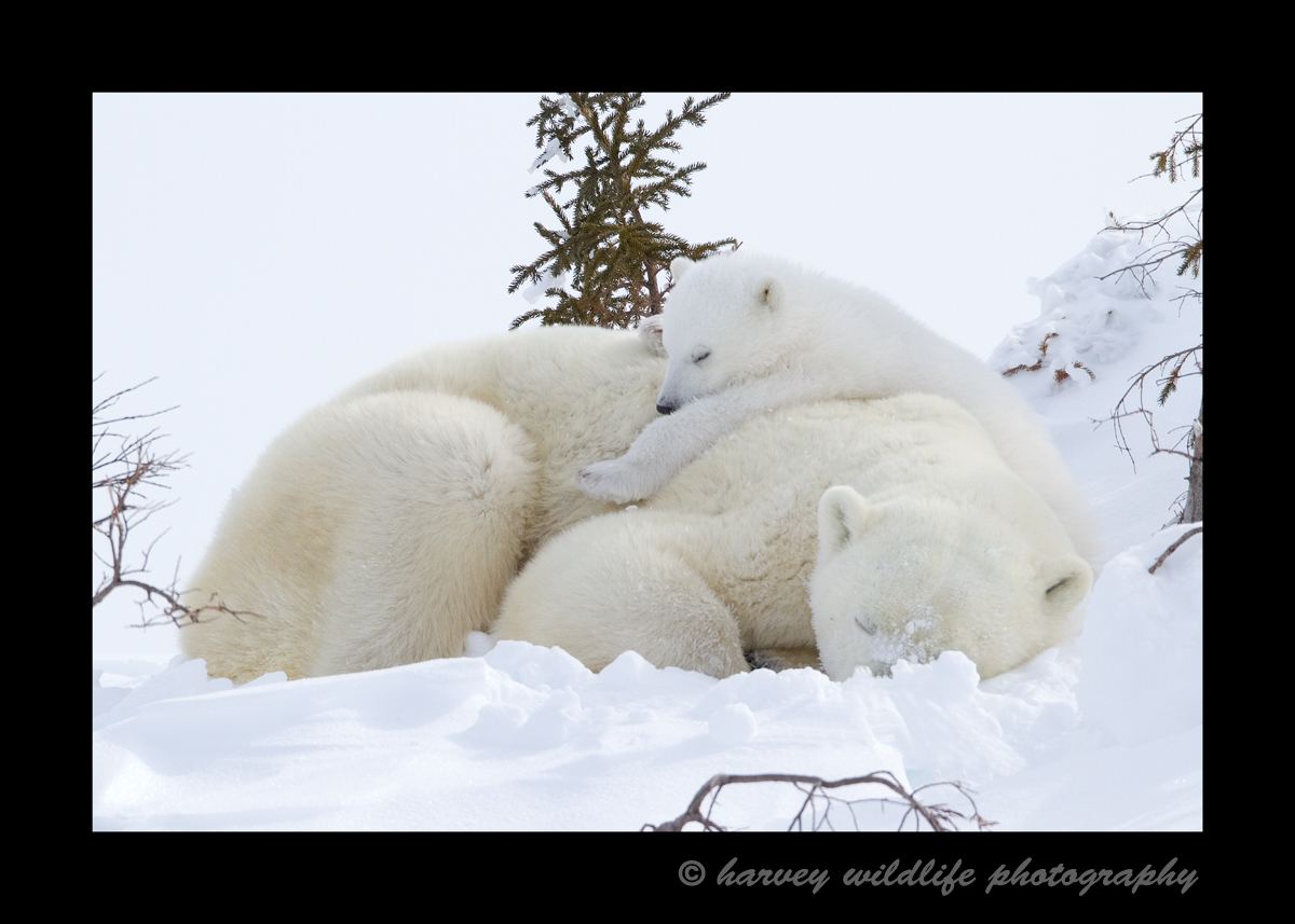 This sleepy mom and baby napped for hours. Although we would have liked to see a little more activity out of them, I do enjoy the images of them lazing around.