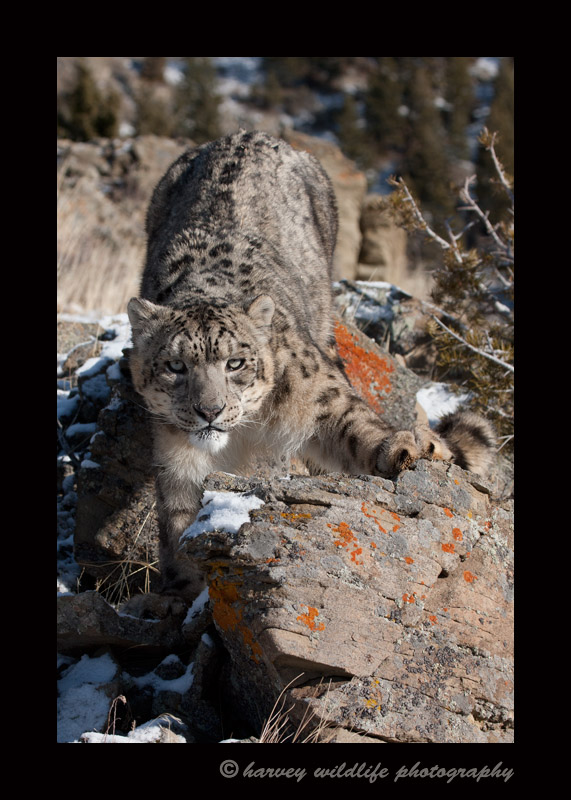 This snow leopard is a wildlife model living in Montana, USA.