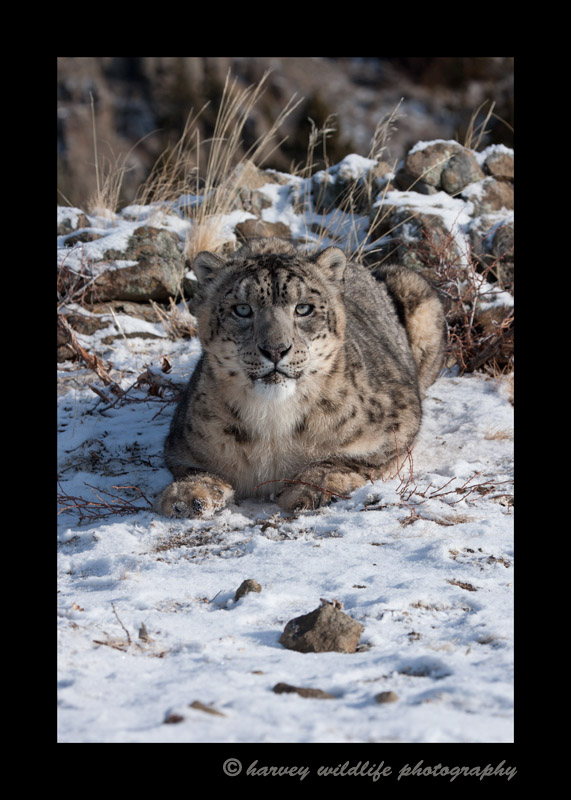 This snow leopard is a wildlife model living in Montana.