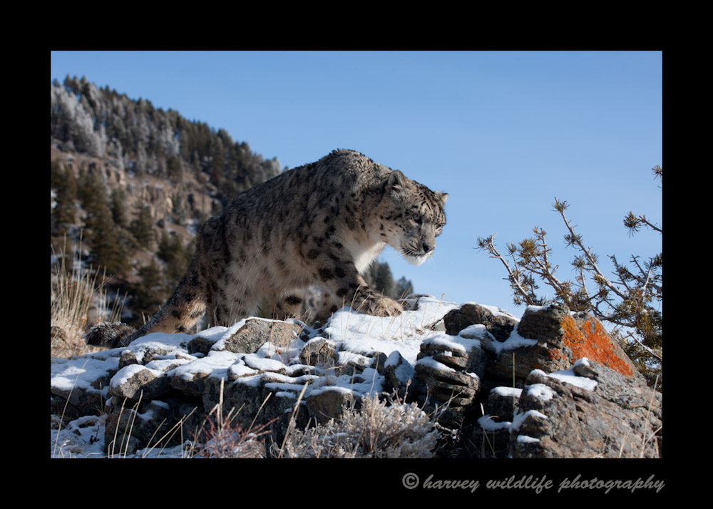 This snow leopard is a wildlife model living in Montana.