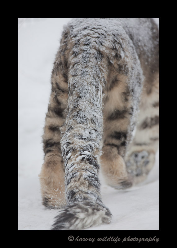 This is the {quote}tail{quote} end of Kazi; the male snow leopard from the Edmonton Valley Zoo.