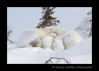 photo of a mom and cub sleeping while covered in snow.