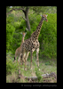 South African Giraffes Mom and Baby