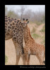 Southern giraffe baby and mom in Sabi Sands, South Africa.