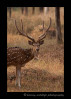 Spotted-Deer-Buck