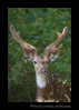 Young spotted Deer