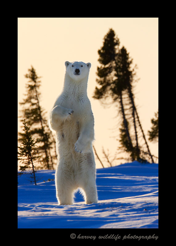 Sranding_polar_bear