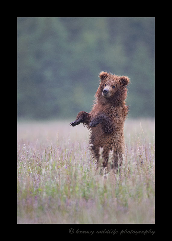 Standing Brown Bear Cub
