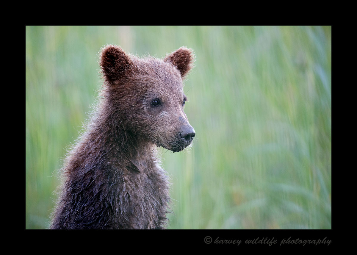 Spring Brown Bear Cub Portrait