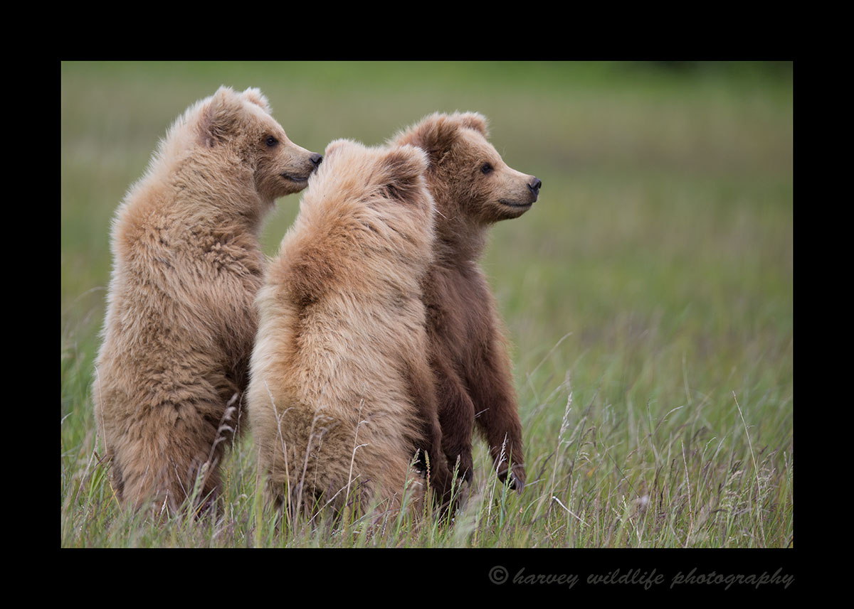 Standing Brown Bear Triplets