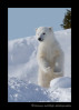 Standing_polar_bear_cub-1